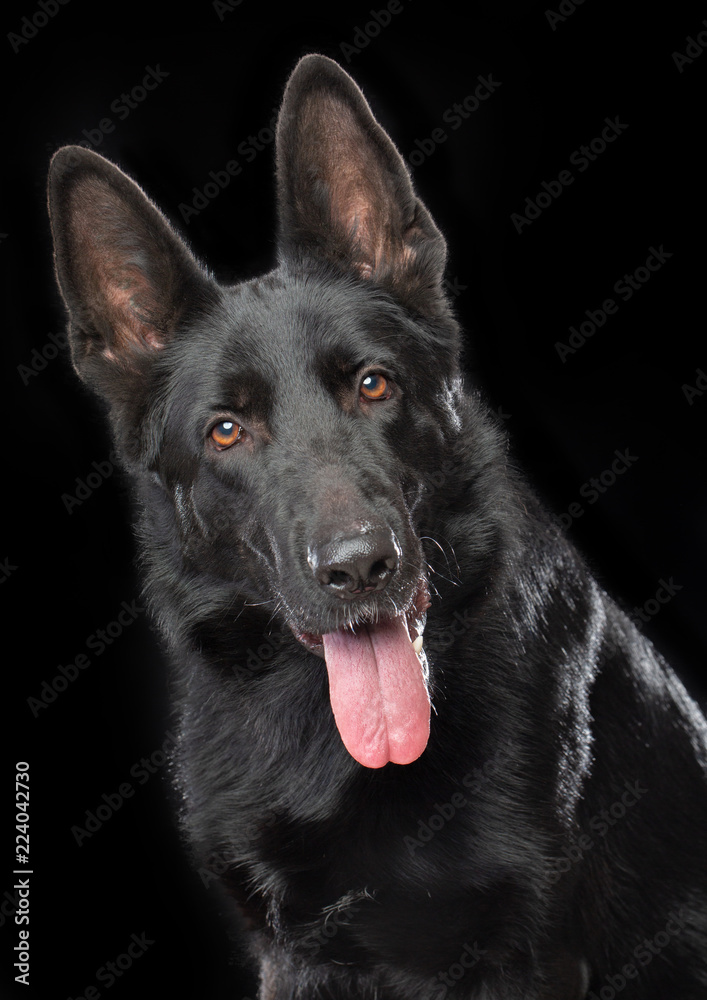 German Shepherd Dog  Isolated  on Black Background in studio