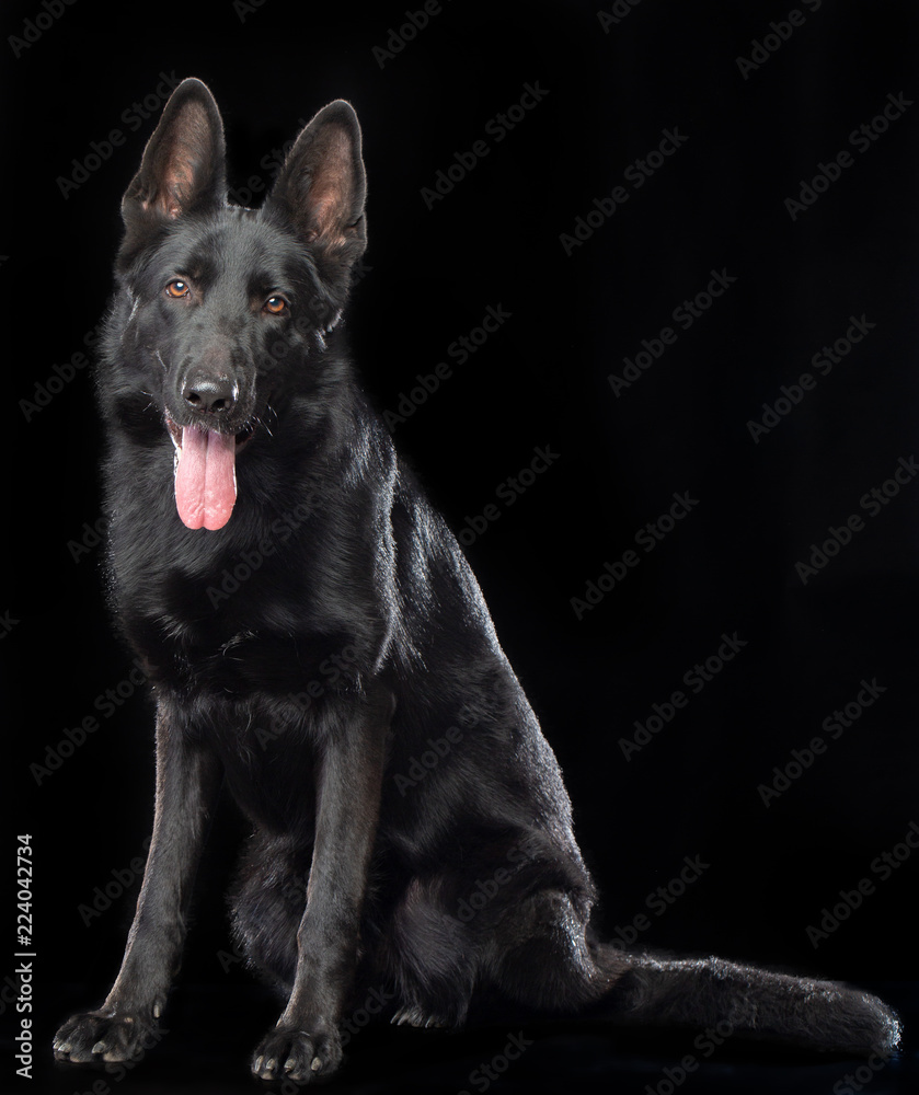 German Shepherd Dog Isolated on Black Background in studio German Shepherd Dog Isolated on Black Background in studio