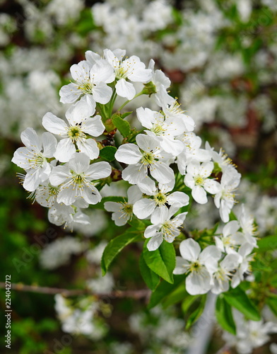 white flowers of apple tree in spring