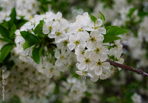 flowers of a tree in spring