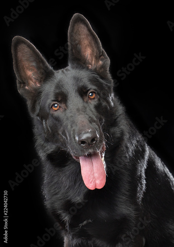 German Shepherd Dog Isolated on Black Background in studio