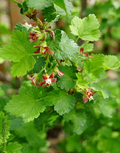 branch of red currant