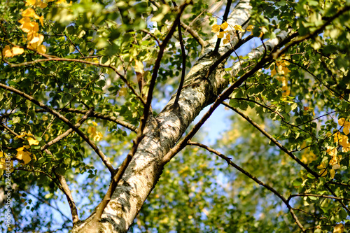 birch trees with yellow and green leaves in autumn