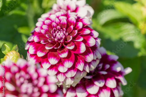 Fototapeta Naklejka Na Ścianę i Meble -  Rosa  Dahlie Tomo (Asteraceae) in der Morgensonne.