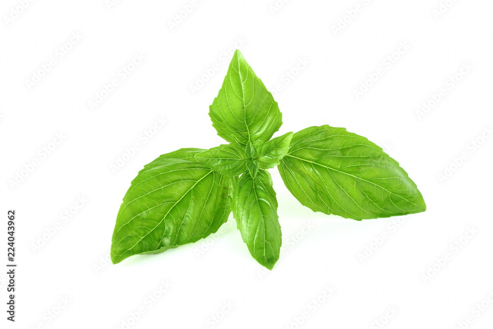 fresh basil leaf isolated on whit background fresh basil leaf isolated on whit background