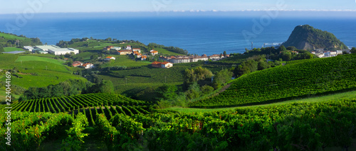 Vineyards and farms for the production of white wine with the sea in the background. photo