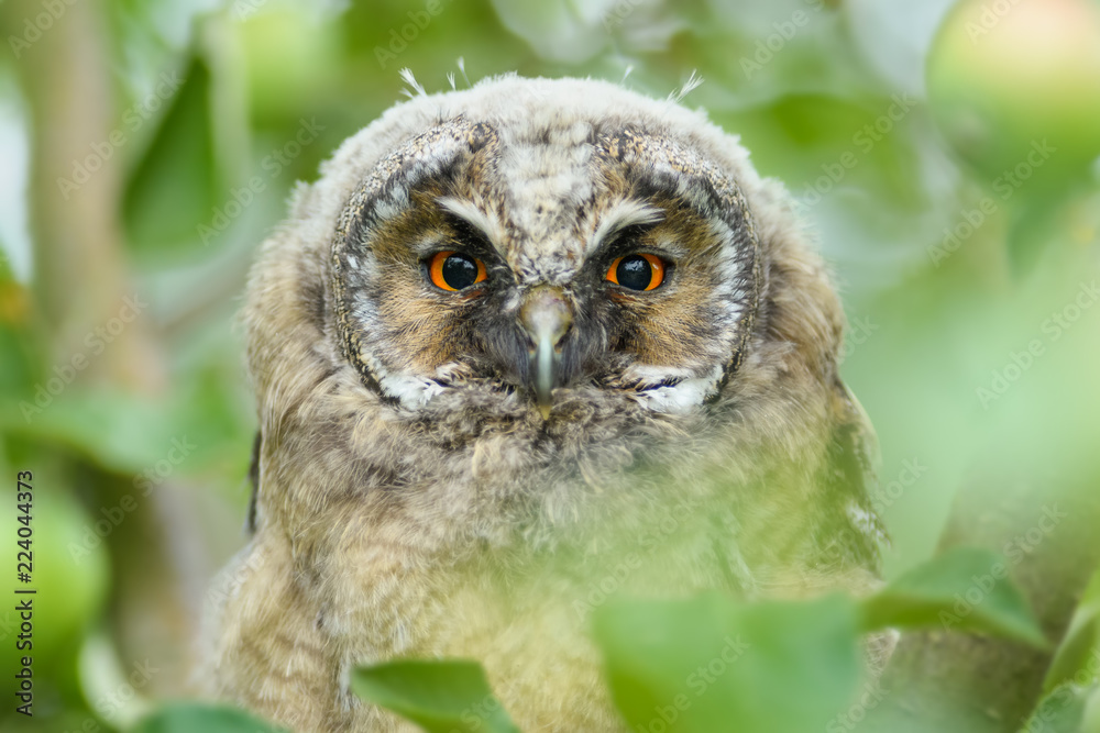 Obraz premium Owl on the tree in the spring season\Long-eared Owl