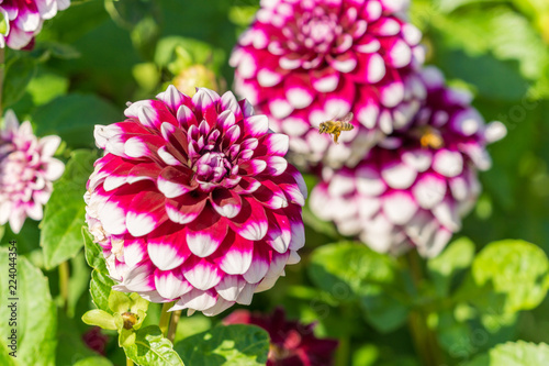 Fototapeta Naklejka Na Ścianę i Meble -  Rosa Dahlie Tomo (Asteraceae)  in Großaufnahme blüht im Licht der Sommersonne. 