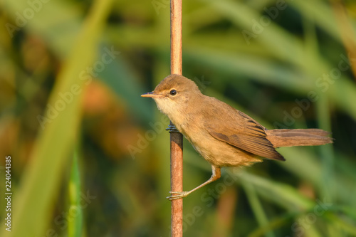 in the morning on the reed/Marsh Warbler 
