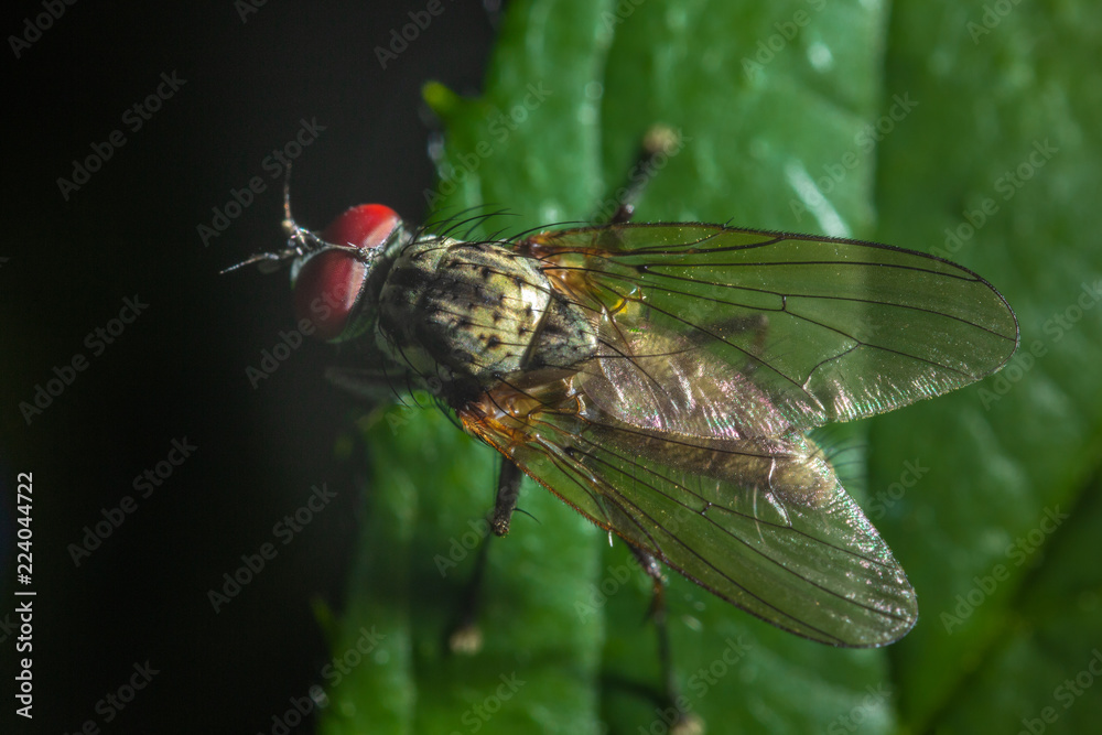 Fly Fly