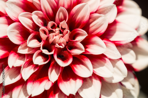 Fototapeta Naklejka Na Ścianę i Meble -  Rote Balldahlie (Asteraceae) in Großaufnahme blüht im Licht der Sommersonne. 