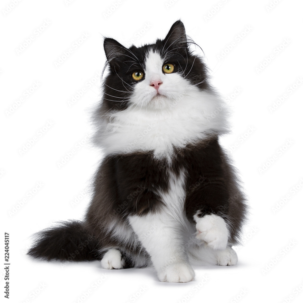 Adorable black smoke Siberian cat kitten sitting / playing facing front looking up with bright yellow eyes, isolated on white background wit one paw in air