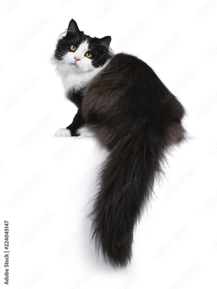 White And Black Siberian Cat