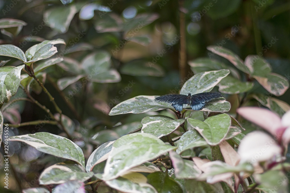 Fototapeta premium Blue butterfly on leaves.