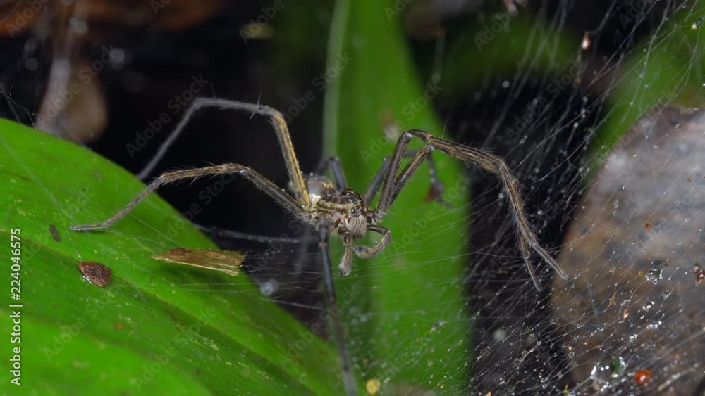Wolf Spider (Aglaoctenus castaneus) in its web above the rainforest floor in the Ecuadorian Amazon. There is a smaller spider sharing the web in the background. Wolf Spider (Aglaoctenus castaneus) in its web above the rainforest floor in the Ecuadorian Amazon. There is a smaller spider sharing the web in the background.