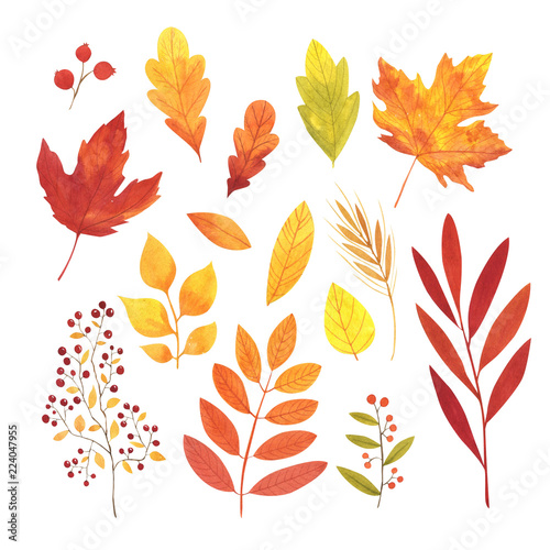 Watercolor autumn leaves set. Hand painted illustration.