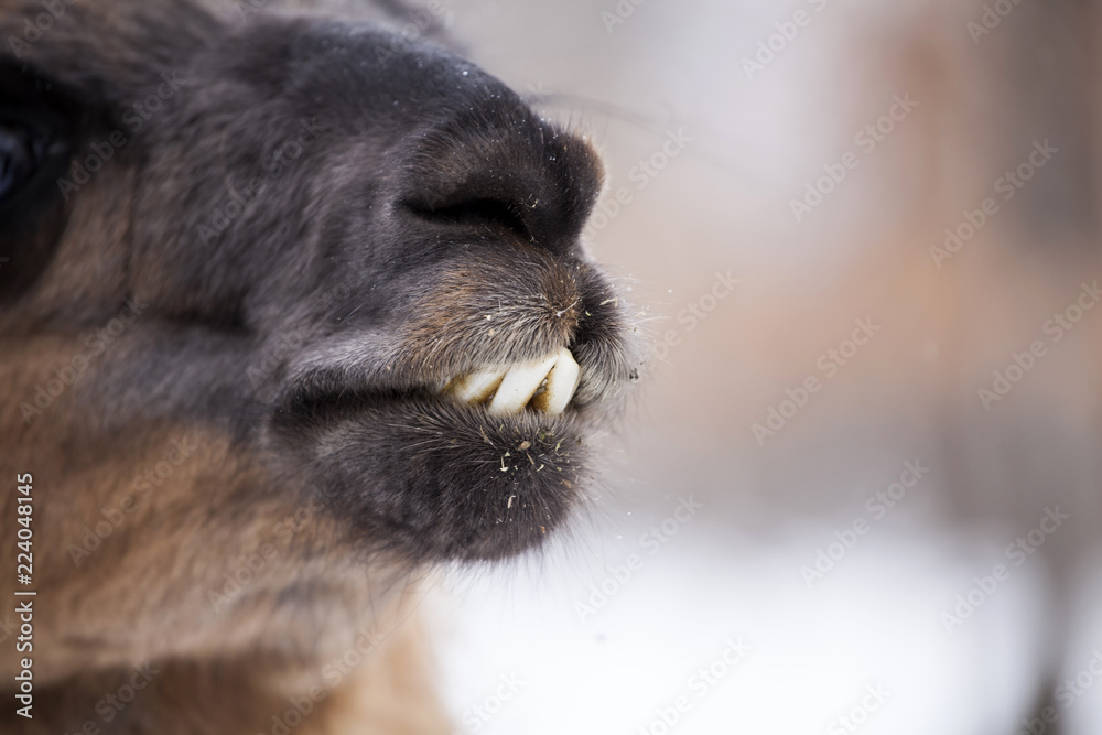 Fototapeta premium Close up on a lama