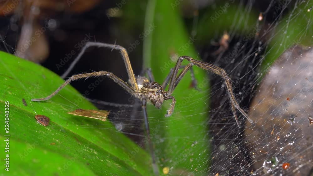 Wolf Spider (Aglaoctenus castaneus) in its web above the rainforest floor in the Ecuadorian Amazon. There is a smaller spider sharing the web in the background. Wolf Spider (Aglaoctenus castaneus) in its web above the rainforest floor in the Ecuadorian Amazon. There is a smaller spider sharing the web in the background.