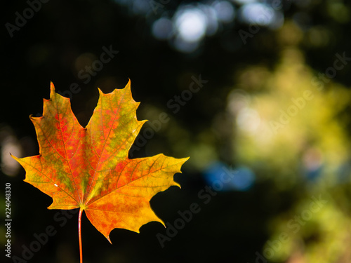 autumn  background with bright yellow and red single  leaf  on dark background