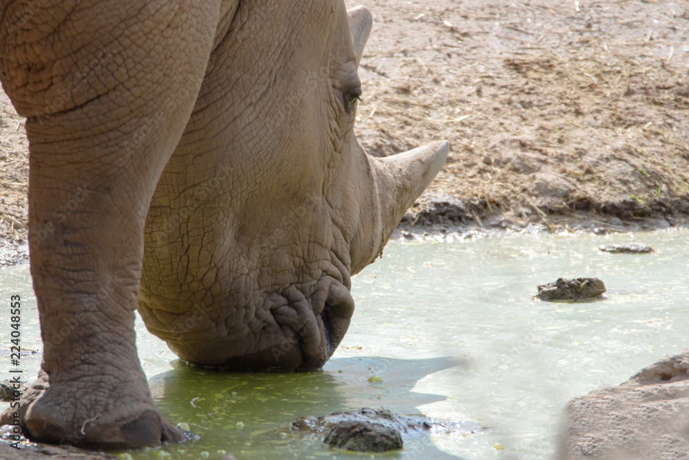 Fototapeta premium Nashorn