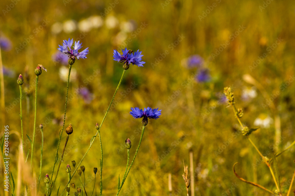 beautiful wild flowers on a warm autumn day beautiful wild flowers on a warm autumn day