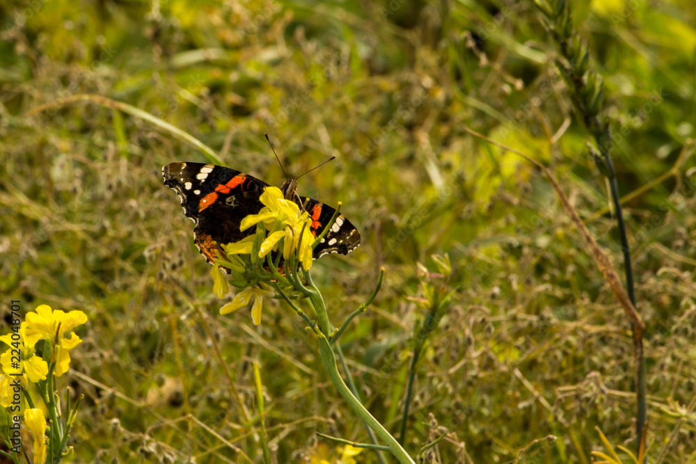 beautiful butterflies gather nectar from flowers in the autumn afternoon beautiful butterflies gather nectar from flowers in the autumn afternoon