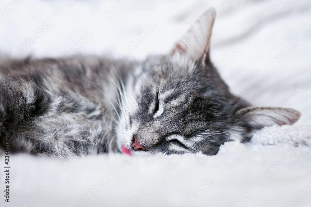 funny cute striped kitten serenely sleeping sticking out her pink tongue on a white blanket funny cute striped kitten serenely sleeping sticking out her pink tongue on a white blanket