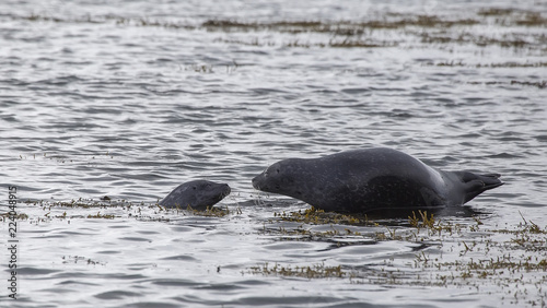Two grey seals (Halichoerus grypus)