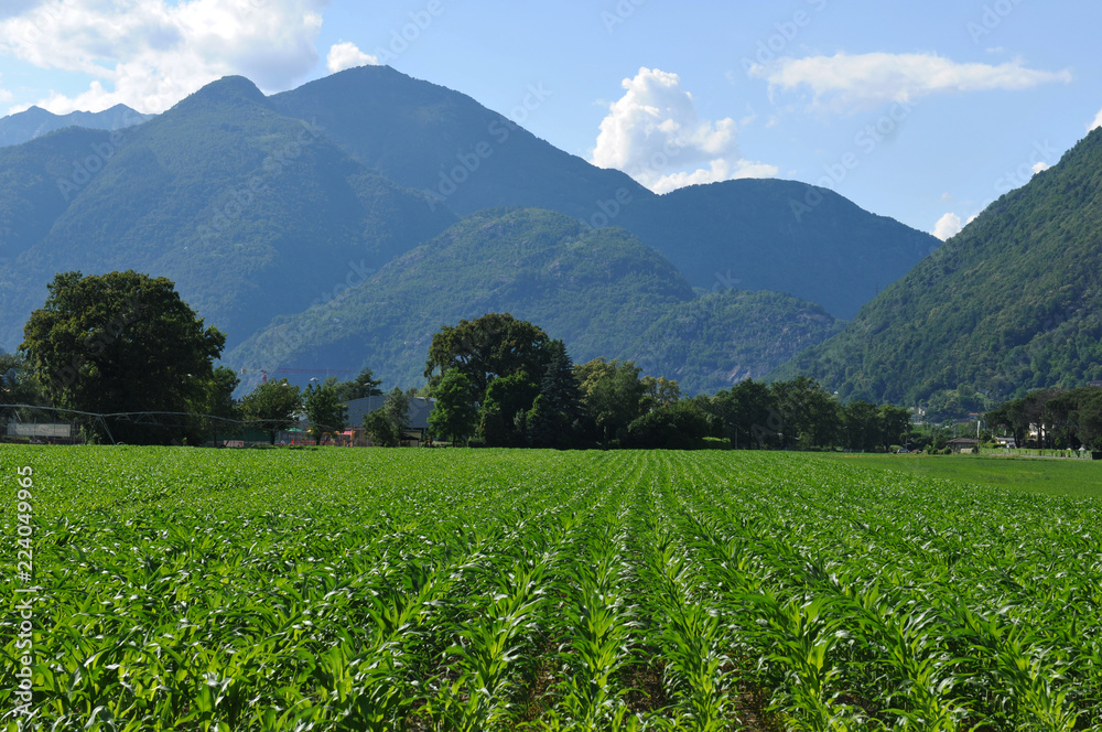 Mais Farming in the Maggia River Delta near Ascona and Locarno City