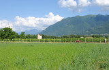 South Switzerland: Farming in the Maggia River Delta near Ascona and Locarno City