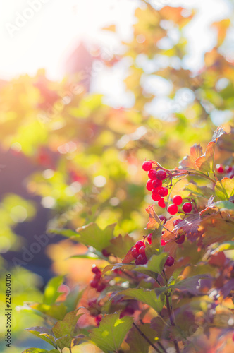 The sun shines through the viburnum berries at sunset