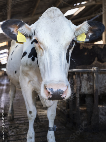 curious black and white holstein cows inside barn on dutch farm in holland