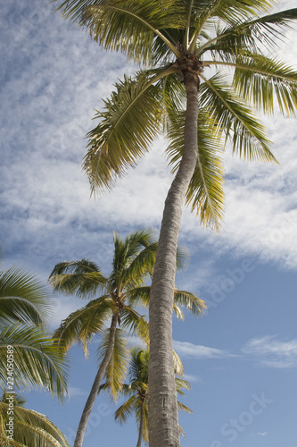 High palms on the caribbean beach