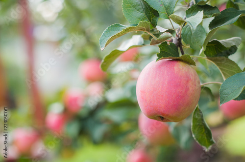 pink apples hang on a branch in the garden