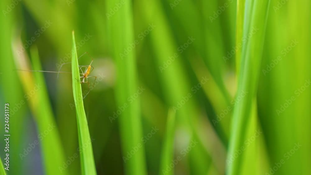 Slow motion video of macro spider walking on green rice plant in paddy field at countryside in Chiangmai, Thailand (High Speed Video) Slow motion video of macro spider walking on green rice plant in paddy field at countryside in Chiangmai, Thailand (High Speed Video)