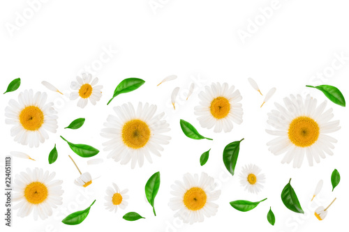 chamomile or daisies isolated on white background with copy space for your text. Top view. Flat lay © kolesnikovserg