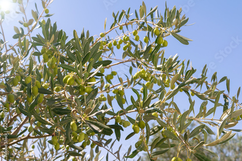 Olive tree with green olives close-up.