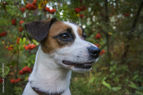 Jack scattered the terrier in the forest with a mountain ash.