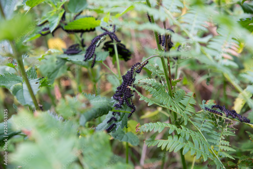 close up on butterfly larva eating a leaf close up on butterfly larva eating a leaf