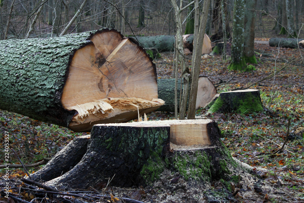 Cut tree in Białowieża Forest, Poland