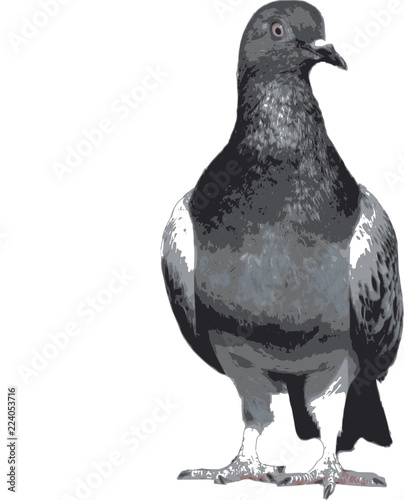 Pigeon