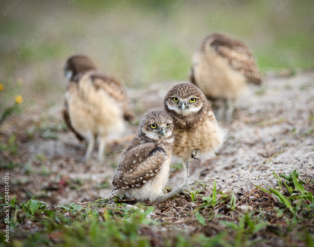 Naklejka premium burrowing owl mom and baby