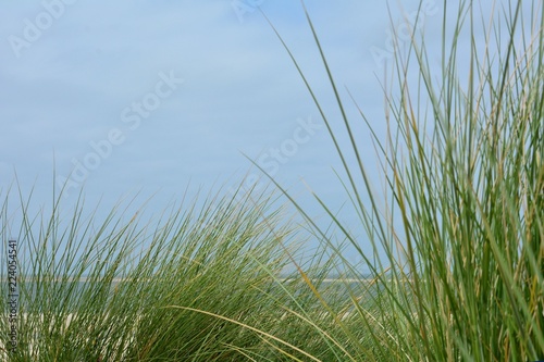 Dünengras im Vordergrund, Nordsee und blauem Himmel im Hintergrund, mit Textfreiraum