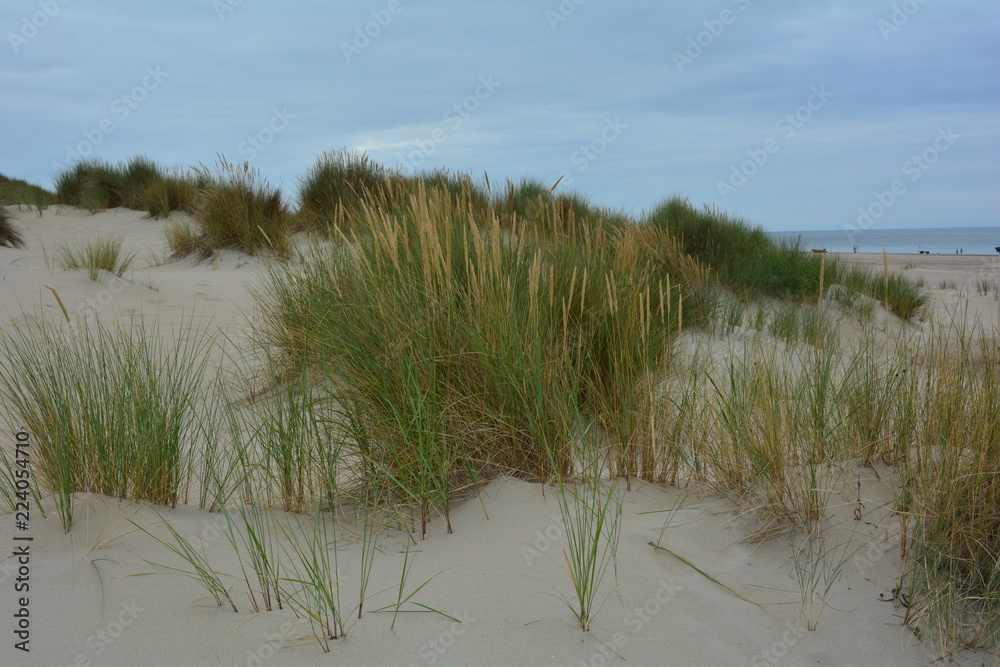 Sanddünen an der Nordseeküste in den Niederlanden auf der Insel Schouwen-Duiveland
Sanddünen an der Nordseeküste in den Niederlanden auf der Insel Schouwen-Duiveland