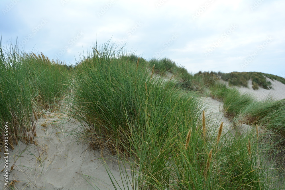 Sanddünen und Strandhafer an der Nordsee mit blauem Himmel