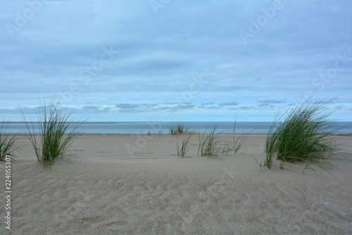 Fototapeta Naklejka Na Ścianę i Meble -  Strandhafer  in den Sanddünen an der Nordseeküste mit blauem Himmel