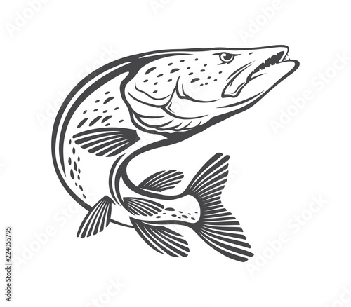 pike fish