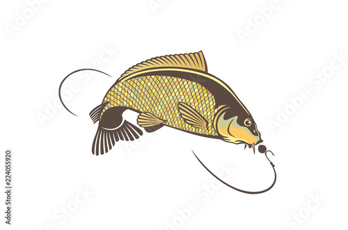 carp fish