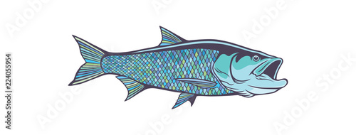 fish aspius