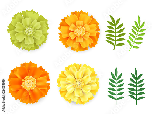 Fototapeta Naklejka Na Ścianę i Meble -  Decorative orange, green yellow marigolds and leaves , symbol of mexican holiday Day of dead isolated on white background.Realistick flowers vector illustration